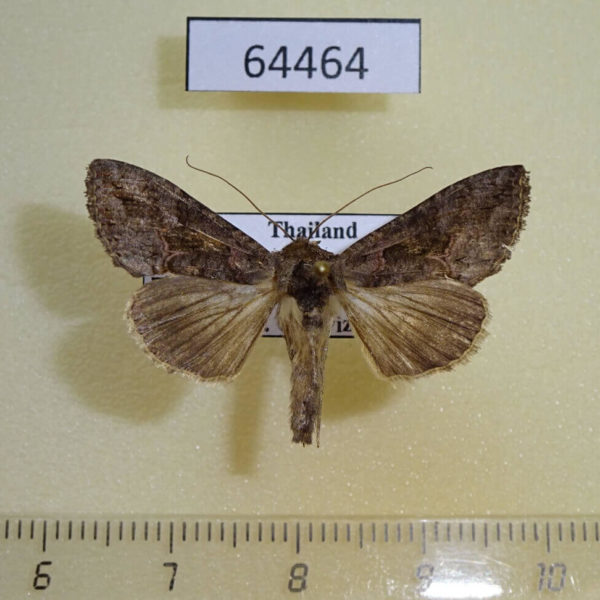 Noctuidae Ctenoplusia albostriata Thailand