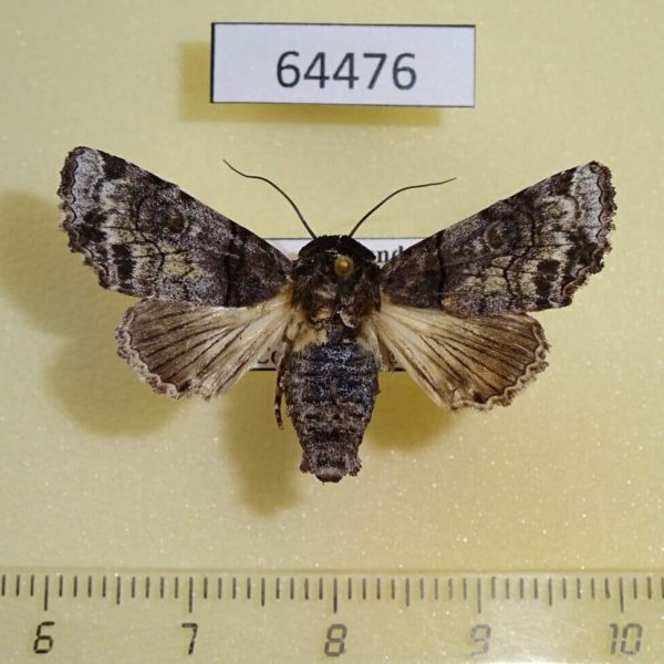 Euteliidae Aplotelia diplographa f Thailand