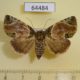 64484p Noctuidae Beana nitida f Thailand $20