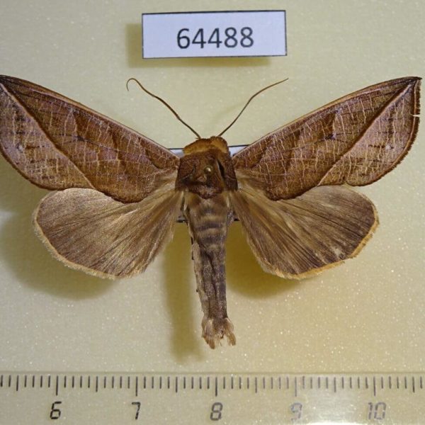 Noctuidae Calyptra fletcheri Vietnam