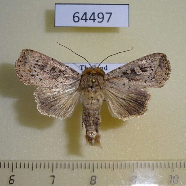 Noctuidae Mythimna reversa Thailand