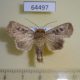 64497p Noctuidae Mythimna reversa Thailand $9