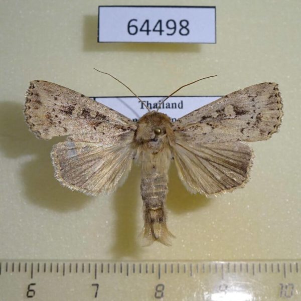 Noctuidae Mythimna reversa Thailand