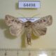 64498p Noctuidae Mythimna reversa Thailand $7