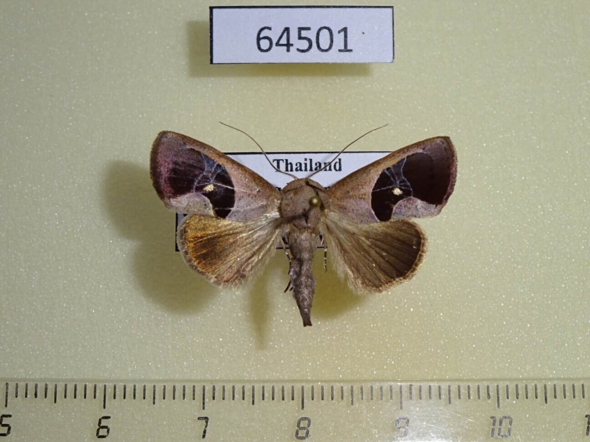 Noctuidae Miaromima cornucopia Thailand - Fareastinsects
