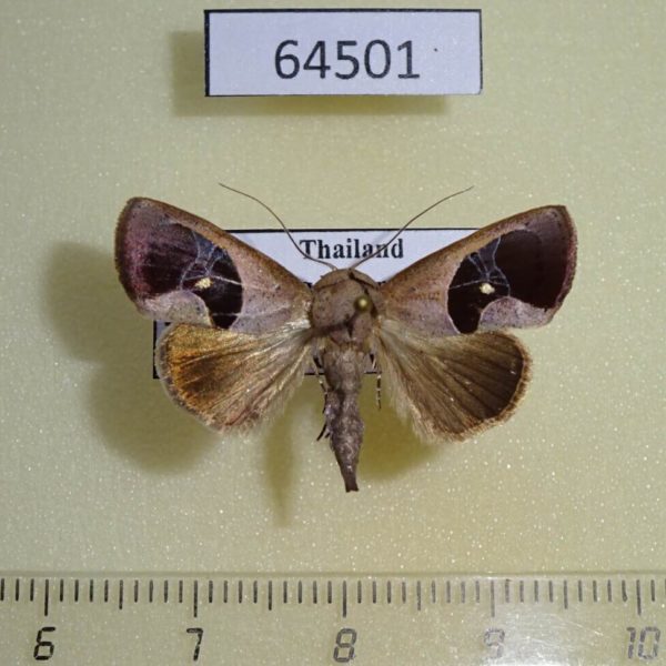 Noctuidae Miaromima cornucopia Thailand