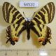 64520p Papilionidae Luehdorfia puziloi Primorye $7