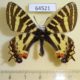 64521p Papilionidae Luehdorfia puziloi Primorye $9