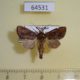 64531p Noctuidae Elusa sp. ceneusalis Thailand $5