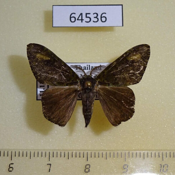 Lymantridae Ilema preangerensis Thailand