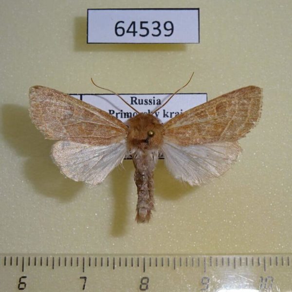 Noctuidae Orthosia cedermarki Primorye