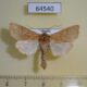64540p Noctuidae Orthosia cedermarki Primorye $7