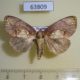 63809p Noctuidae sp. Thailand $8