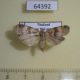 64392p Noctuida sp. Thailand $8