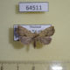 64511p Noctuidae sp. Thailand $5