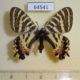 64541p Papilionidae Luehdorfia puziloi f Primorye $7