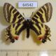 64542p Papilionidae Luehdorfia puziloi Primorye $9