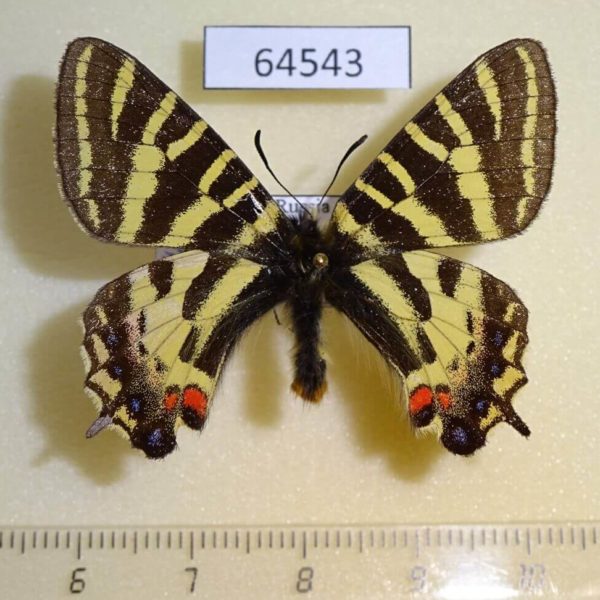 Papilionidae Luehdorfia puziloi Primorye