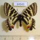 64543p Papilionidae Luehdorfia puziloi Primorye $9