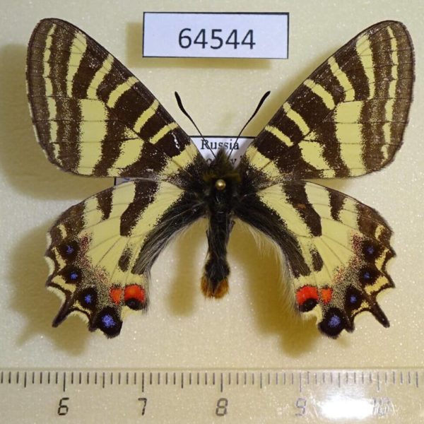 Papilionidae Luehdorfia puziloi Primorye