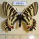 64544p Papilionidae Luehdorfia puziloi Primorye $10