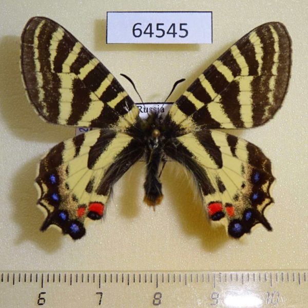 Papilionidae Luehdorfia puziloi Primorye