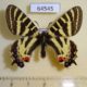 64545p Papilionidae Luehdorfia puziloi Primorye $10
