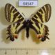 64547p Papilionidae Luehdorfia puziloi Primorye $9