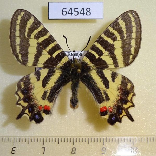 Papilionidae Luehdorfia puziloi Primorye