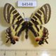 64548p Papilionidae Luehdorfia puziloi Primorye $10