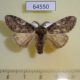 64550p Lymantridae Calliteara conjuncta Primorye $6