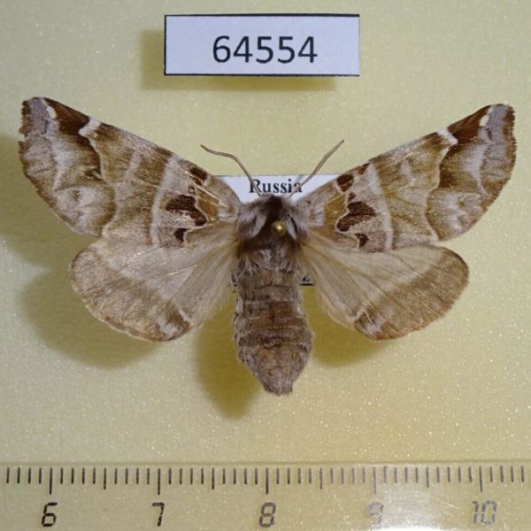 Notodontiidae Pygaera timon f Primorye
