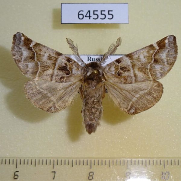 Notodontiidae Pygaera timon Primorye
