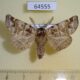 64555p Notodontiidae Pygaera timon Primorye $5