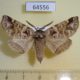64556p Notodontiidae Pygaera timon Primorye $5