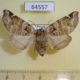64557p Notodontiidae Pygaera timon f Primorye $7
