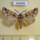 64558p Notodontiidae Pygaera timon Primorye $6