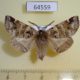 64559p Notodontiidae Pygaera timon Primorye $6