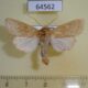 64562p Noctuidae Orthosia cedermarki Primorye $6