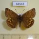 64563p Hesperidae Erynnis montanus Primorye $6