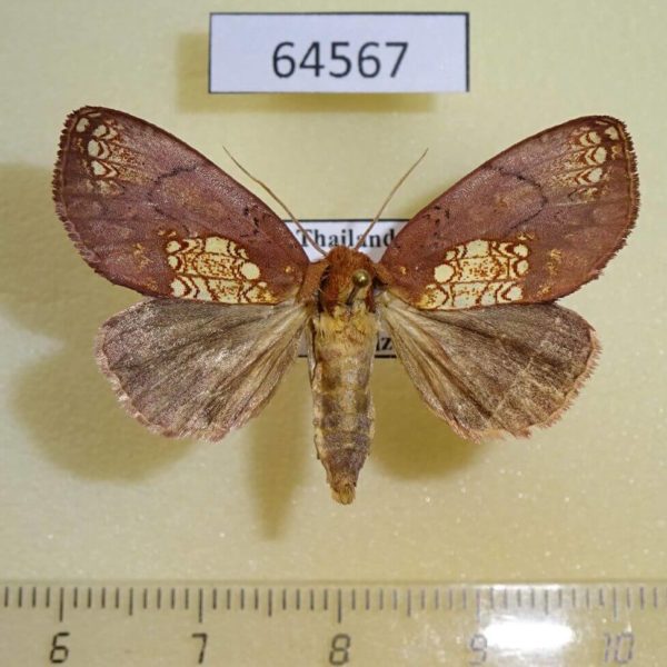 Noctuidae sp. Thailand