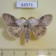 64571p Lymantridae Calliteara pseudabietis Primorye $5