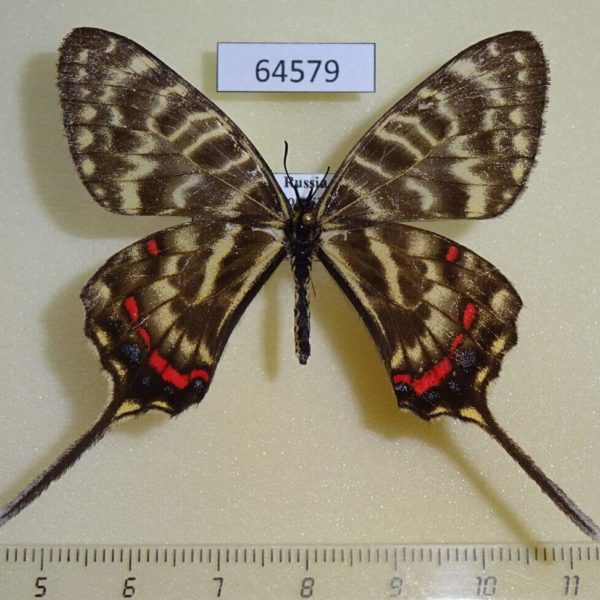 Papilionidae Sericinus montela f Primorye