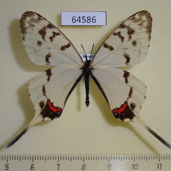 Papilionidae Sericinus montela Primorye