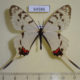 64586p Papilionidae Sericinus montela Primorye $9