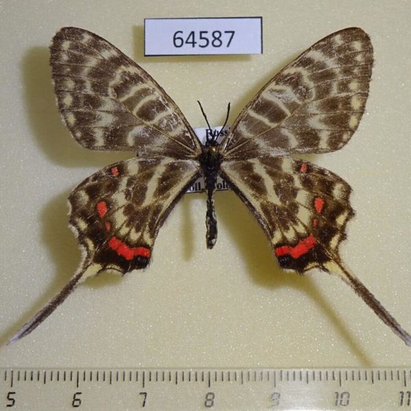 Papilionidae Sericinus montela f Primorye