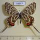 64587p Papilionidae Sericinus montela f Primorye $13