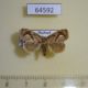64592p Limacodidae Atosia himalayana f Thailand $12