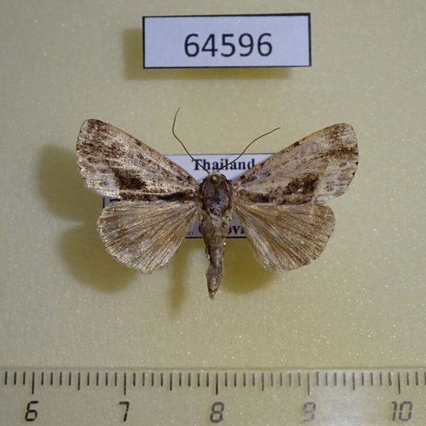 Noctuidae Deltote sp. melanostigma Thailand