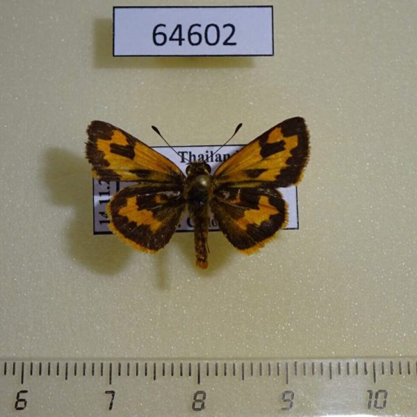Hesperiidae Potanthus pamela Thailand